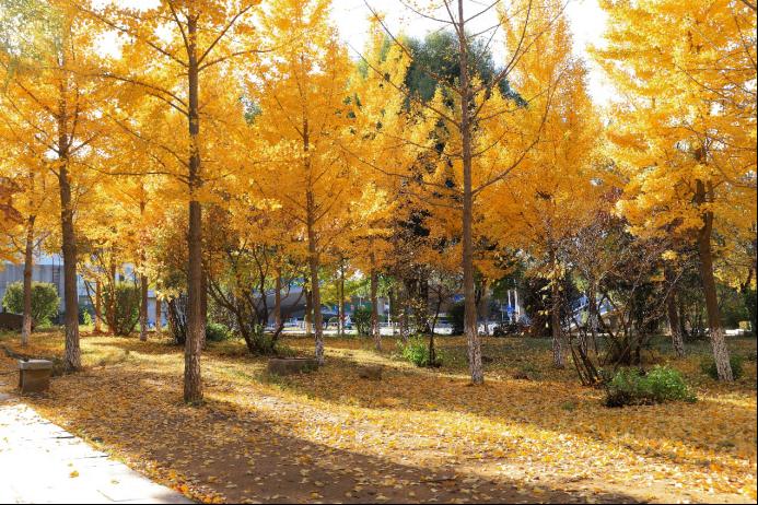 印象燕大•燕园之秋（组图）